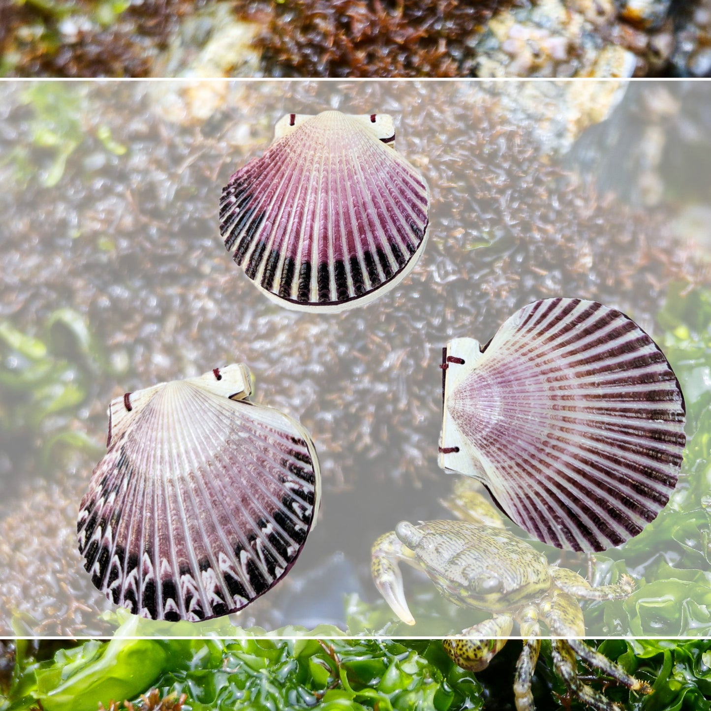 Collection of Seashell journal over a rockpool