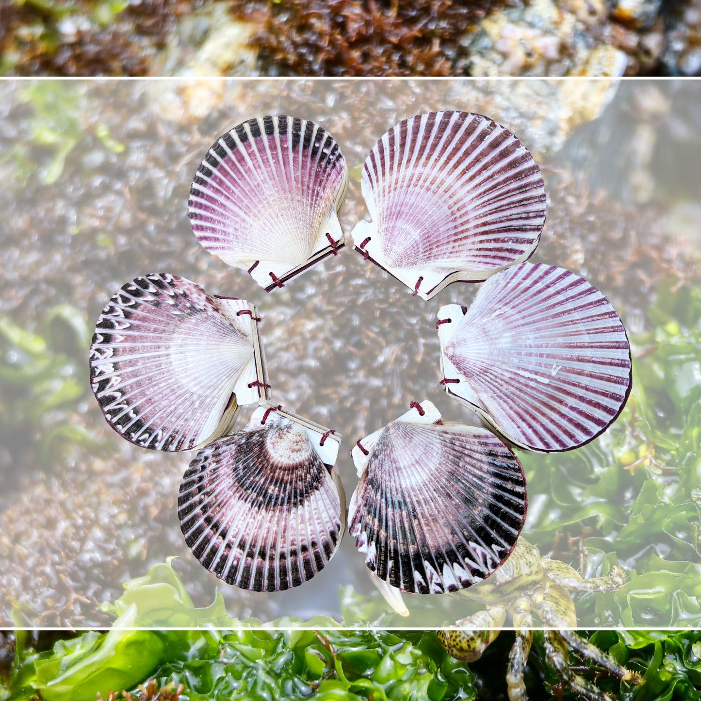 Shell Notebook collection over a background of seaweed