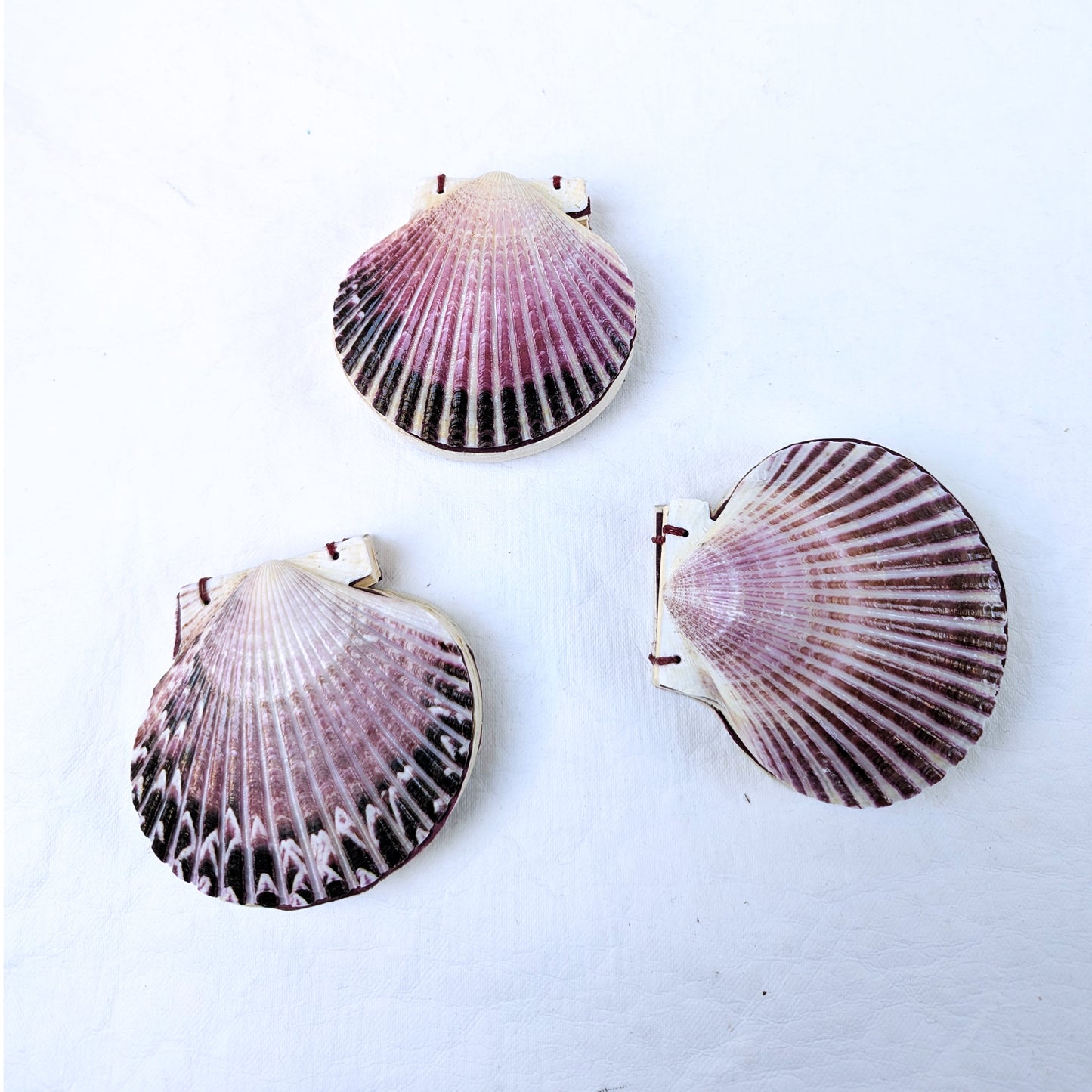 Natural shell Journal, top view