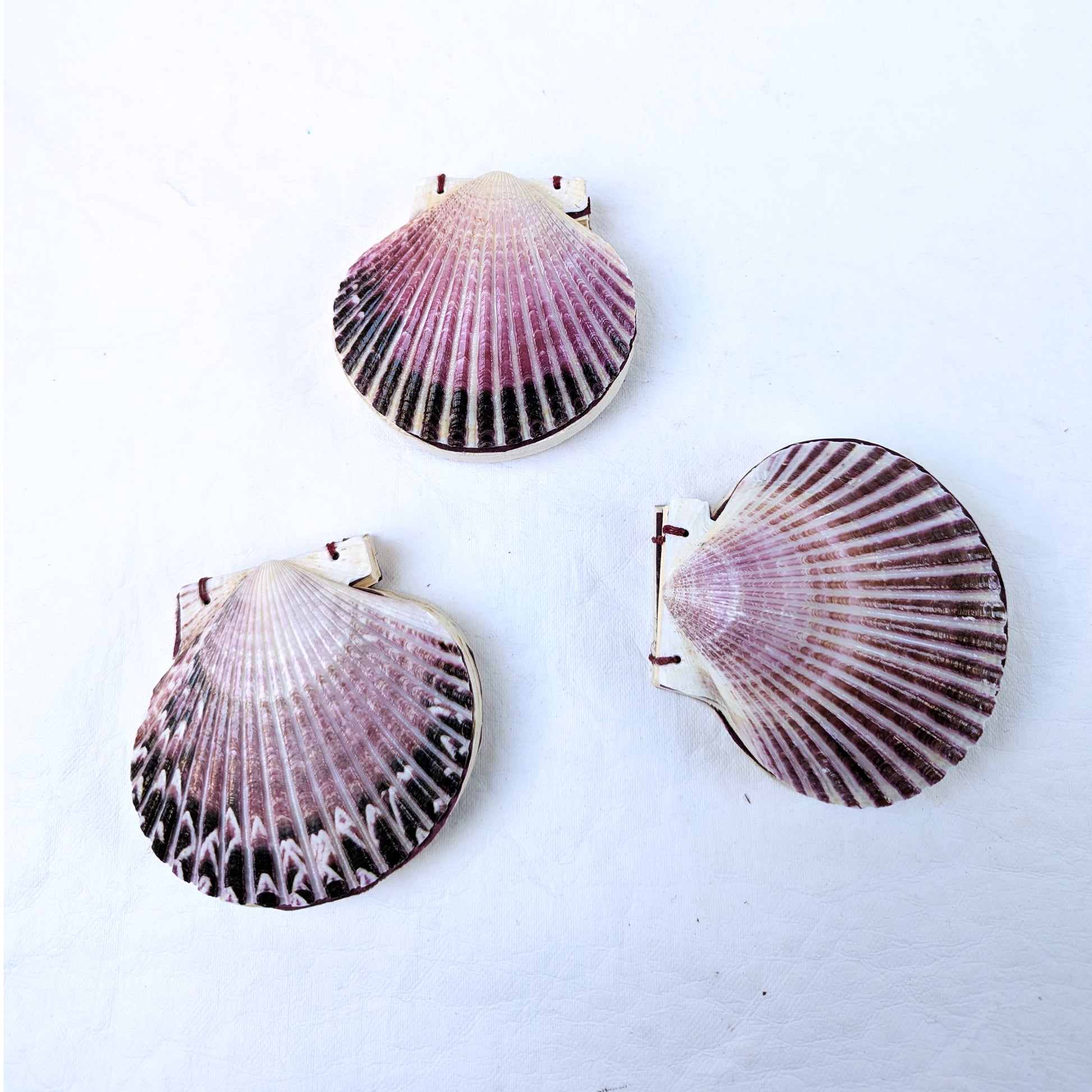 Natural shell Journal, top view
