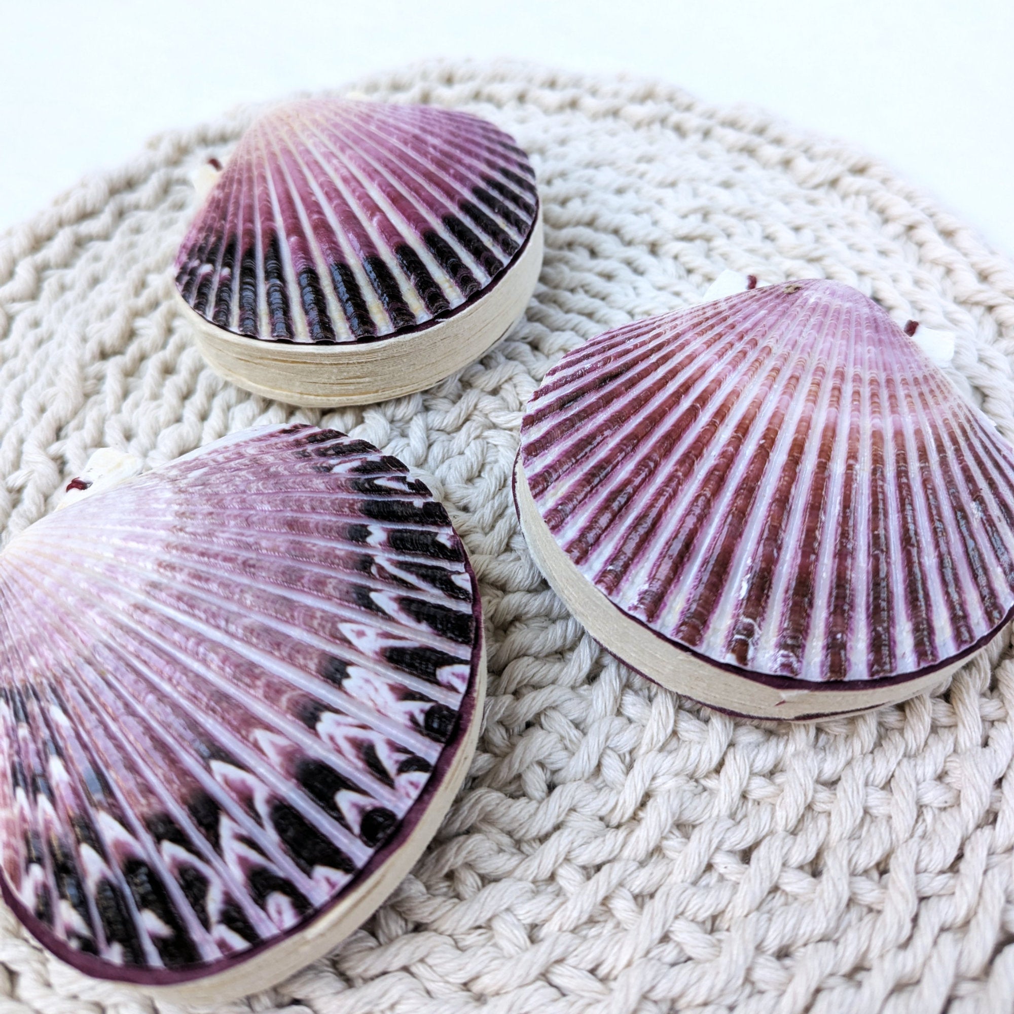 Scallop Shell Gratitude Journal – Pocket Coptic Handmade in Ireland